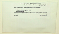Septoriella phragmitis image